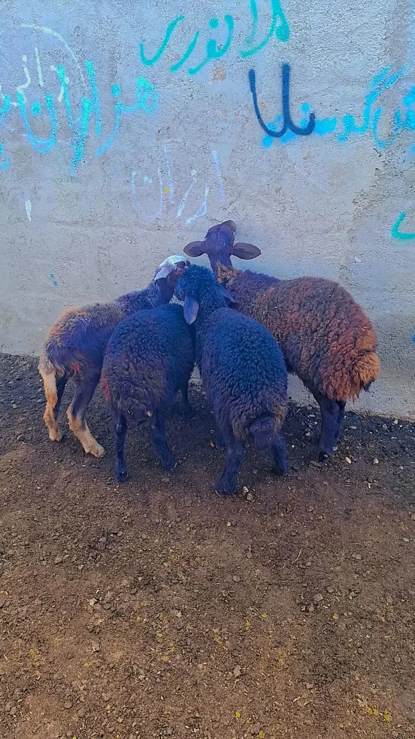 بره های قزل افشاری اصل مخصوص پرواری(گوسفند|حیوانات مزرعه|گنبد کاووس, |دیوار