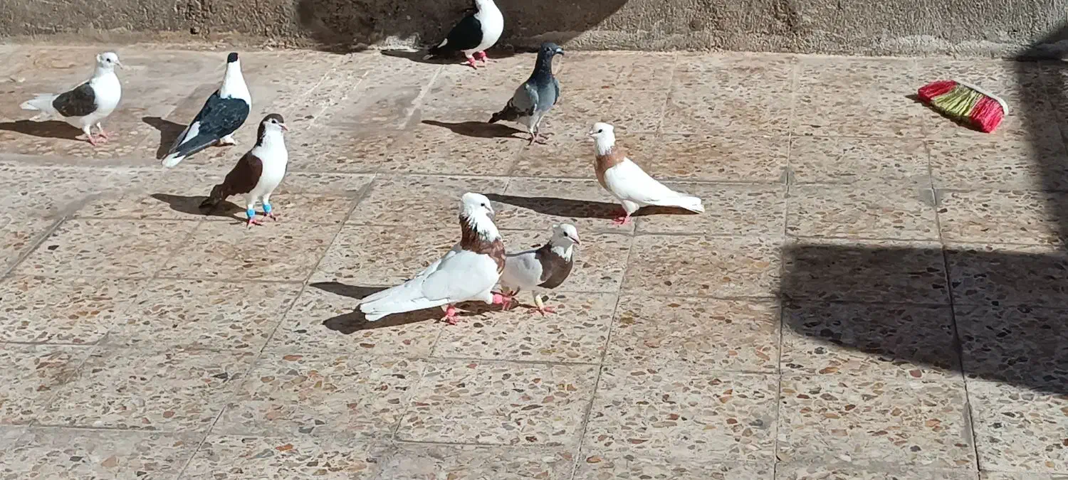 15عدد رنگی|پرنده|شوش, |دیوار