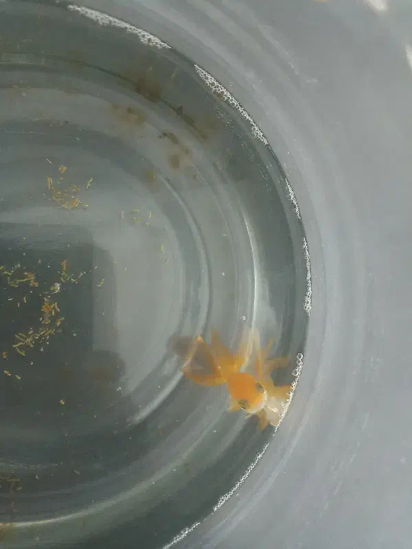 سایناs|خودرو سواری و وانت|ایذه, |دیوار