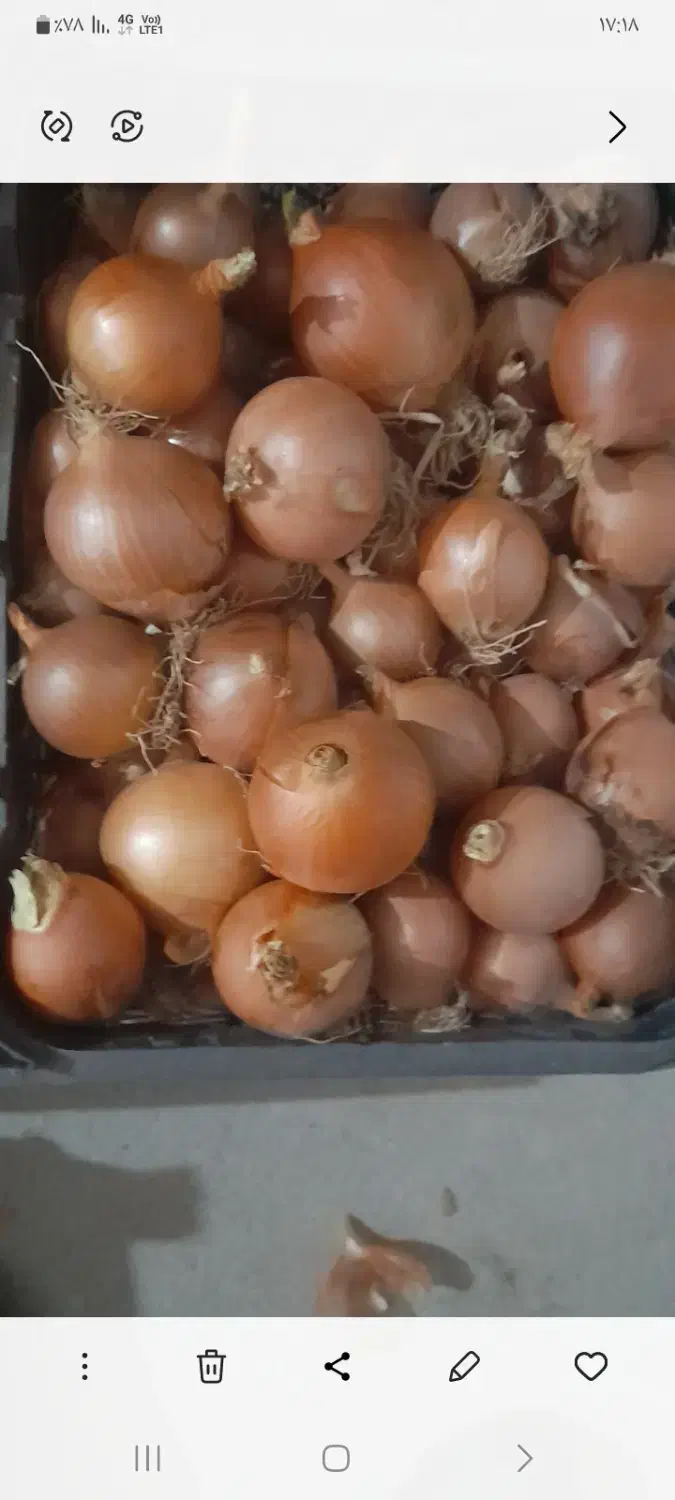 پیاززردفلات|عمده‌فروشی|فاروج, |دیوار