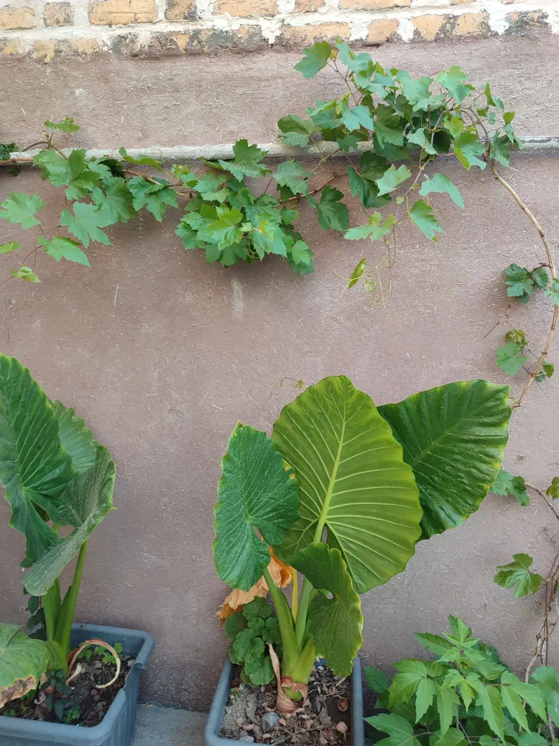 اجاره روزانه بوم‌گردی|اجارهٔ کوتاه‌مدت آپارتمان و سوئیت|نهاوند, |دیوار