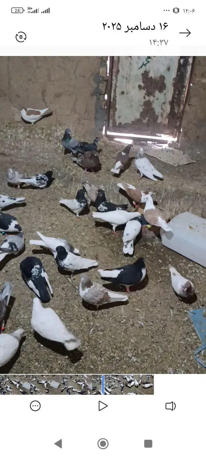 کفتر|پرنده|فریمان, |دیوار