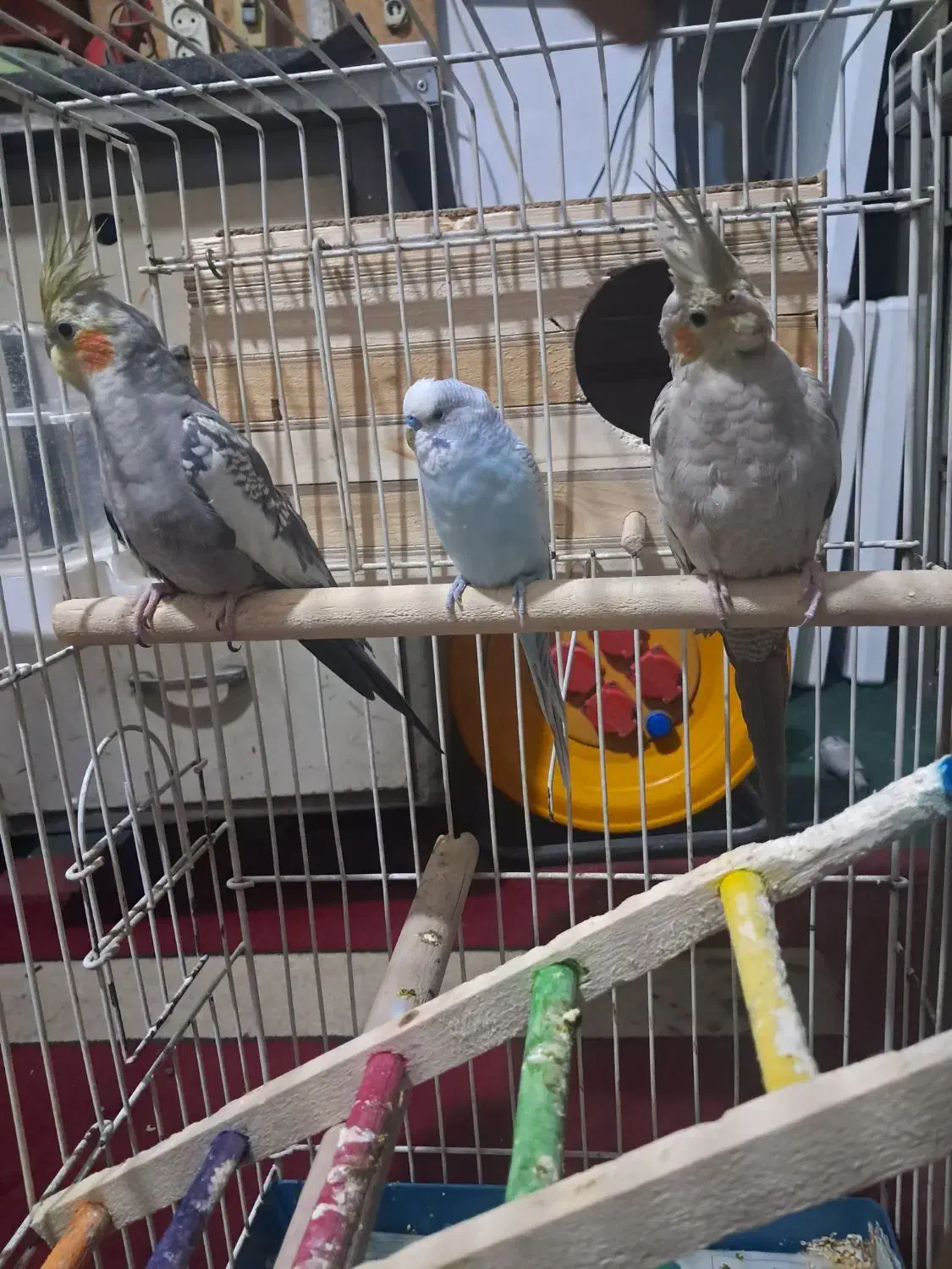 یه جفت عروس هلندی ویک عدد مرغ عشق|پرنده|تهران, زرگنده|دیوار