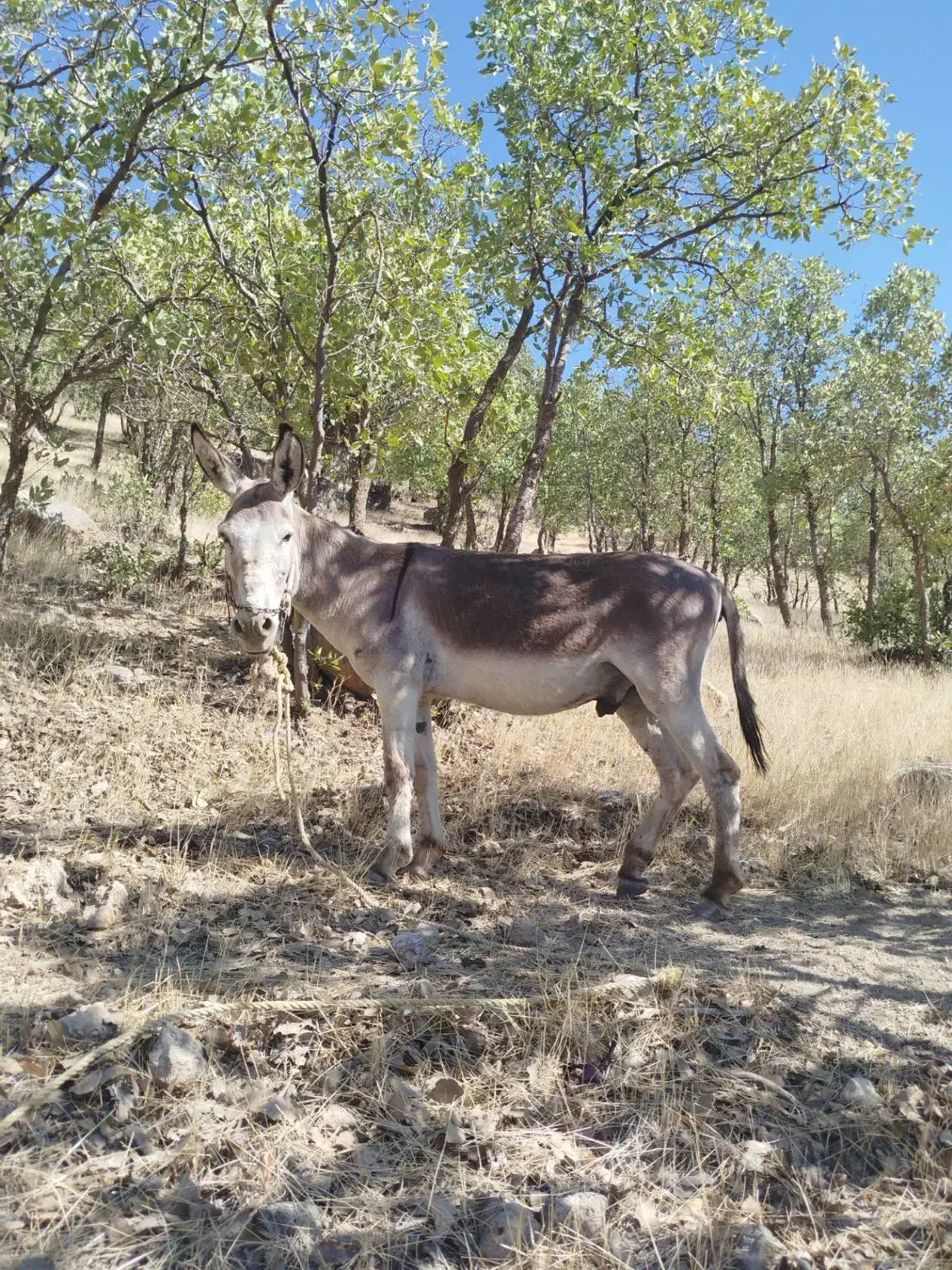 الاغ فروش|حیوانات مزرعه|چیتاب, |دیوار