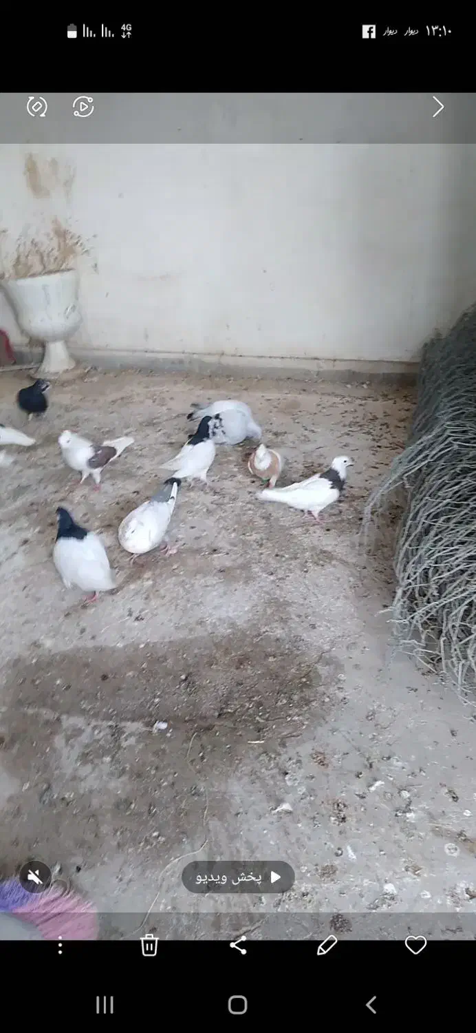 کبوتر رنگی|پرنده|قزوین, |دیوار