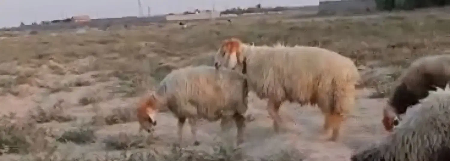 قوچ|حیوانات مزرعه|رامهرمز, |دیوار