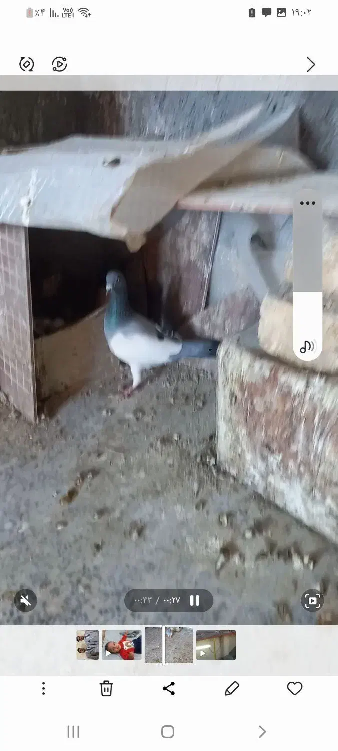 نروماده یهودی آبی|پرنده|مبارکه, |دیوار