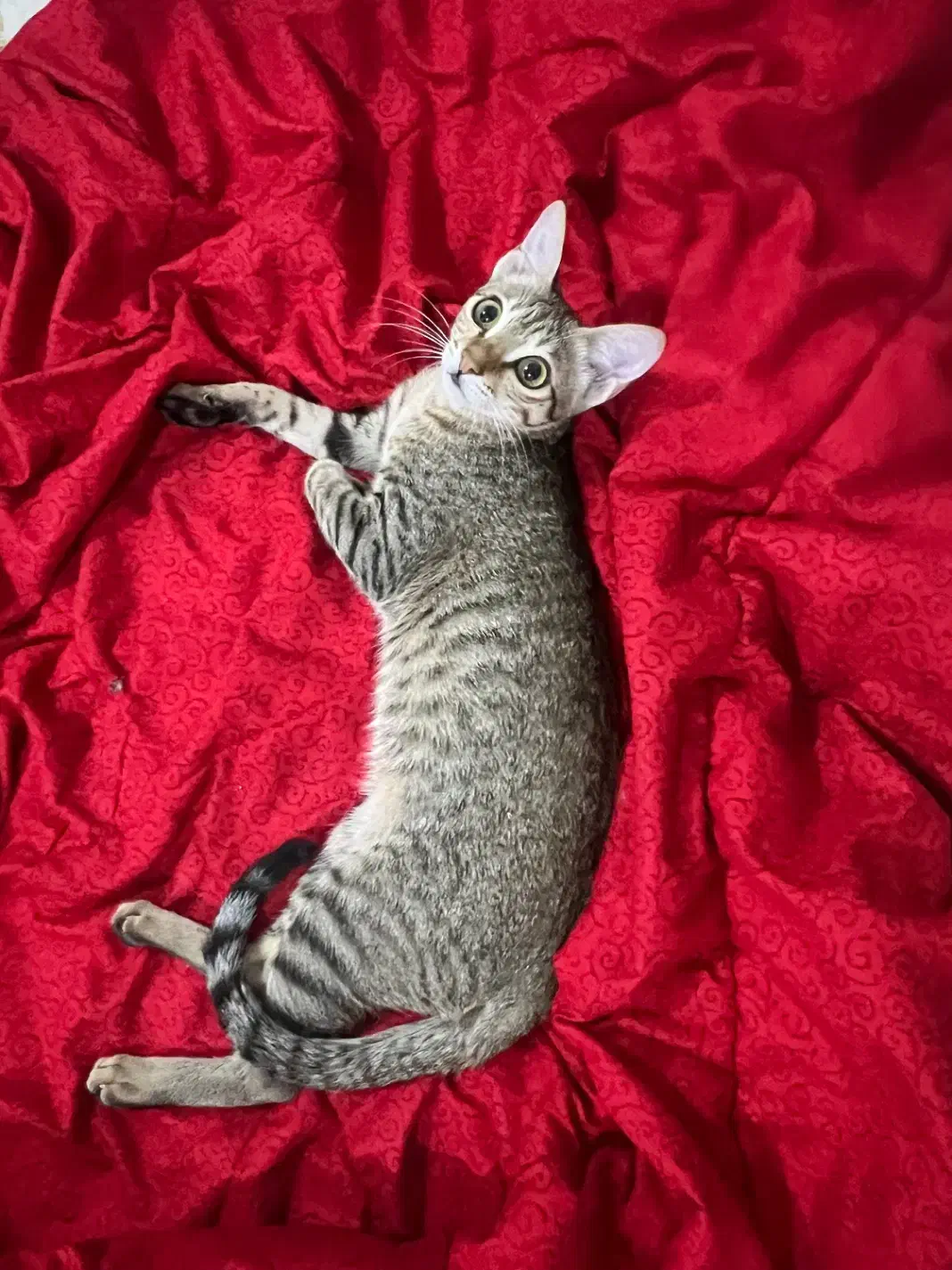 واگذاری گربه ماده دی اس اچ|گربه|بوشهر, |دیوار