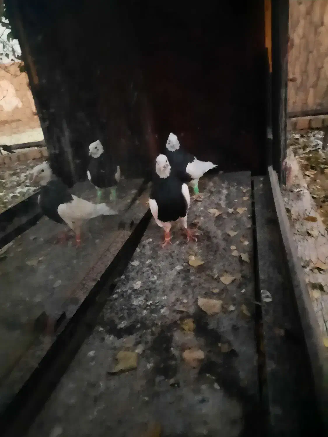 کبوتر جفت|پرنده|بشاریات, |دیوار