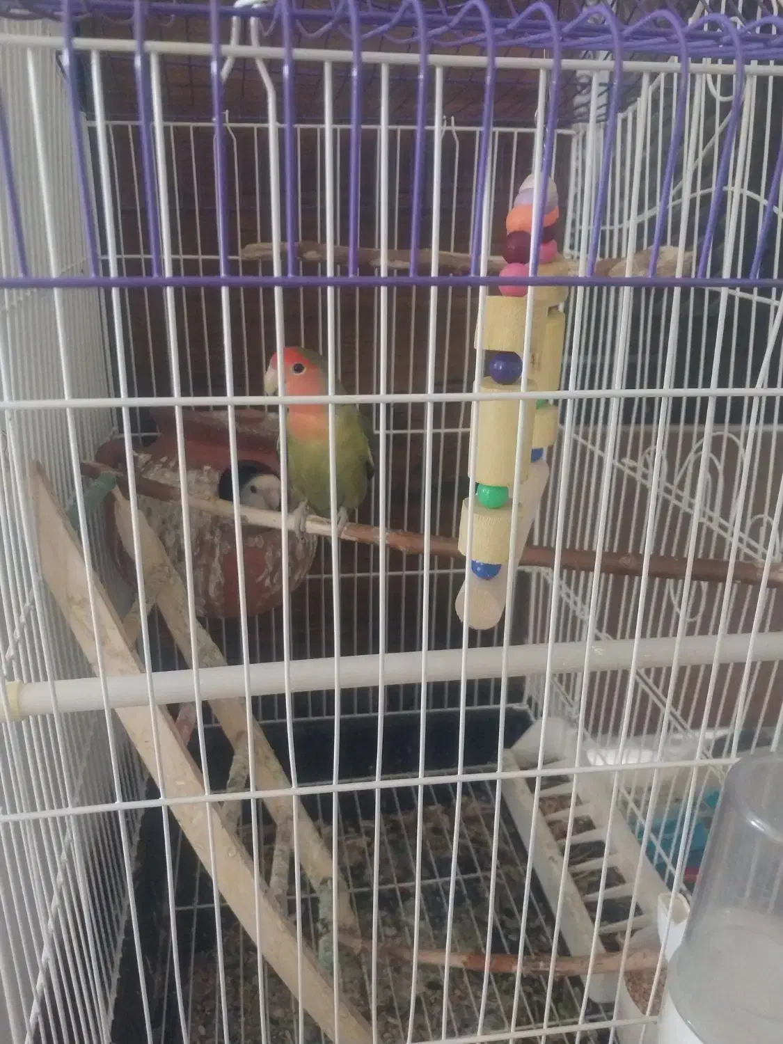 طوطی کوتوله برزیلی|پرنده|ملارد, |دیوار