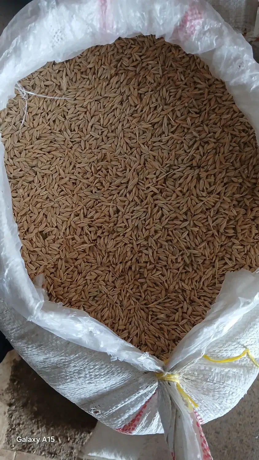 جوی بذری|گل و گیاه طبیعی|جنگل, |دیوار