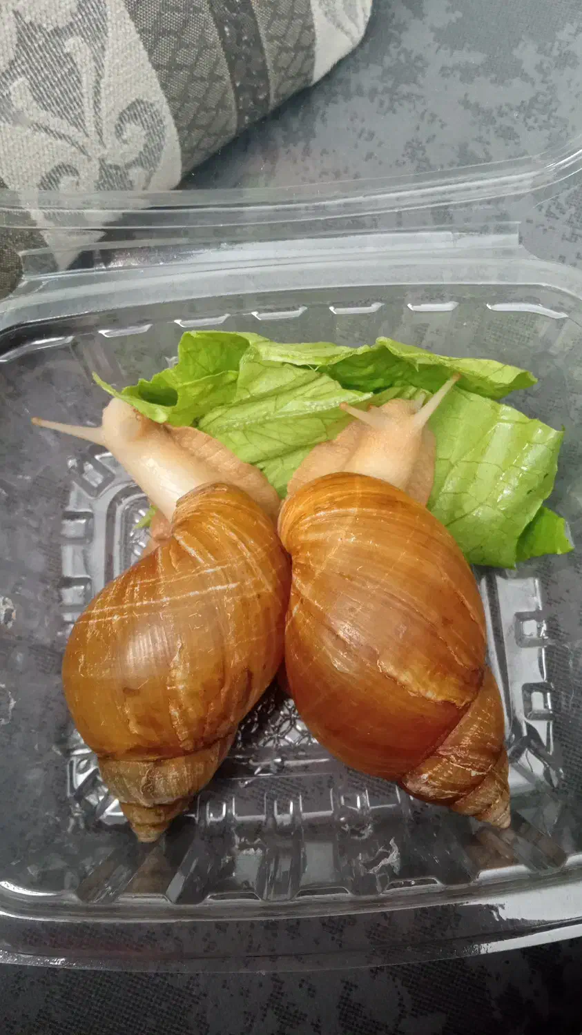 آلبینو حلزون|خزنده|همدان, |دیوار