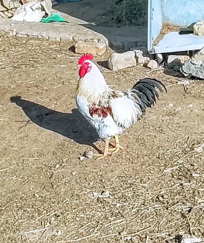 خروس|حیوانات مزرعه|اسفرورین, |دیوار