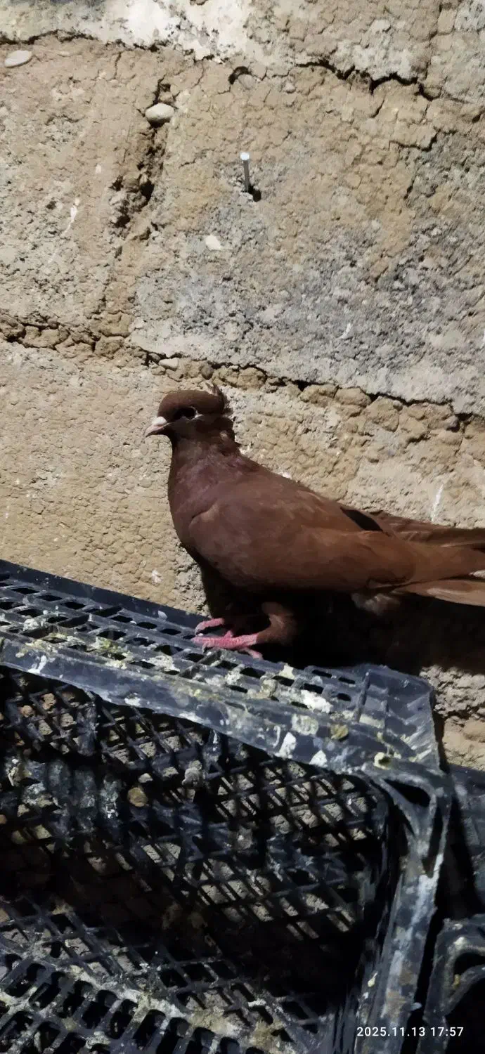 کبوتر|پرنده|دره شهر, |دیوار