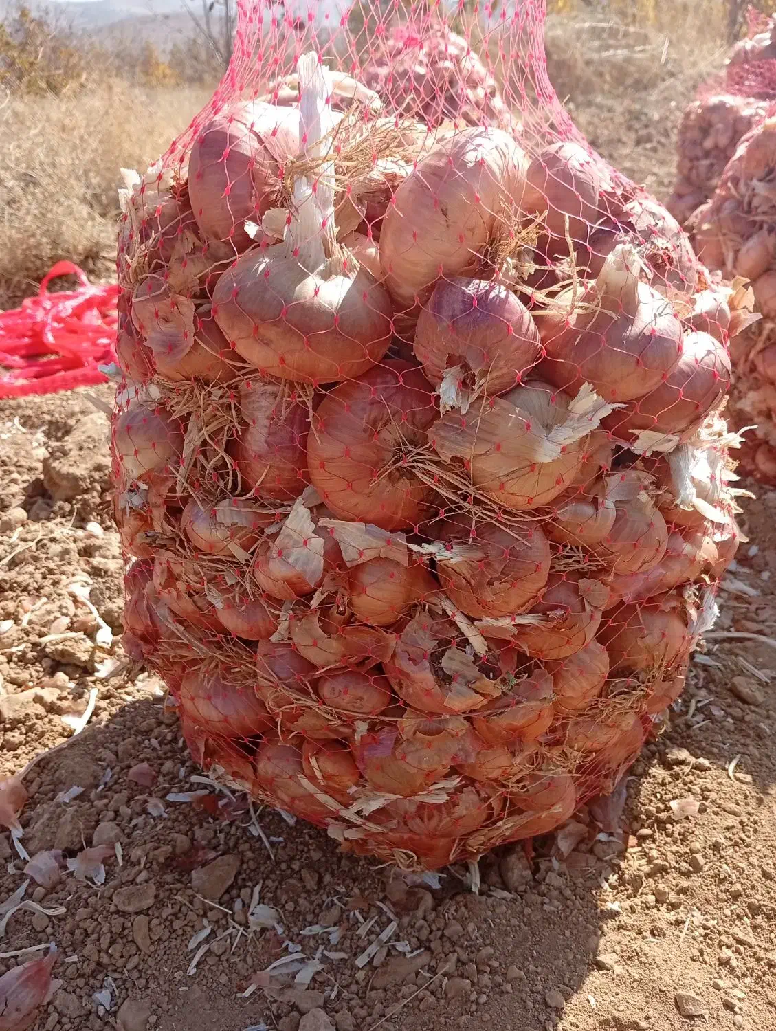 سپیدان|خوردنی و آشامیدنی|همایجان, |دیوار