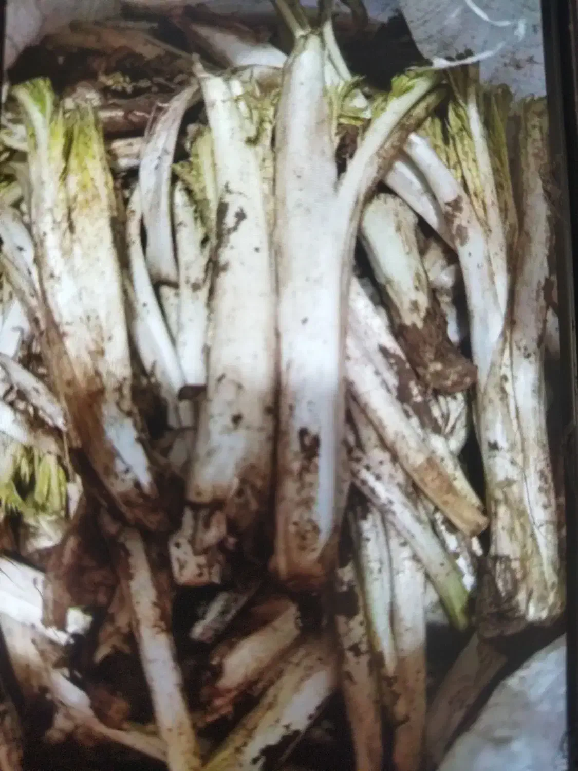 کنگر تازه پاک شده و پاک نشده|خوردنی و آشامیدنی|مریوان, |دیوار