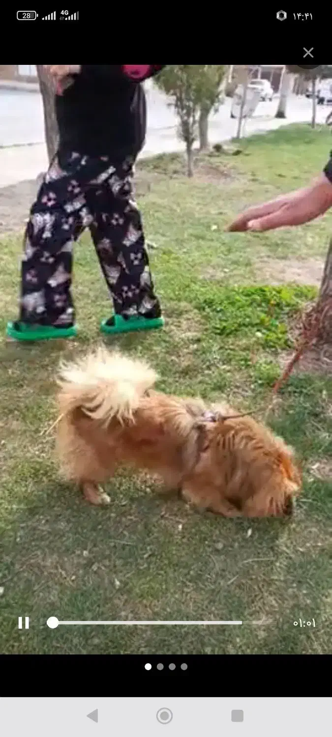 پت خونگی|سگ|همدان, |دیوار