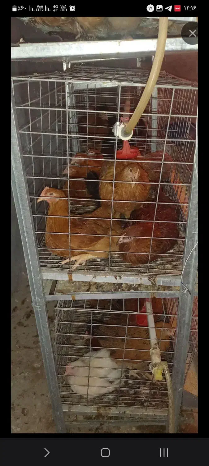 خروس مهربان خواننده درجه ۱ گلپایگانی|حیوانات مزرعه|بجنورد, |دیوار