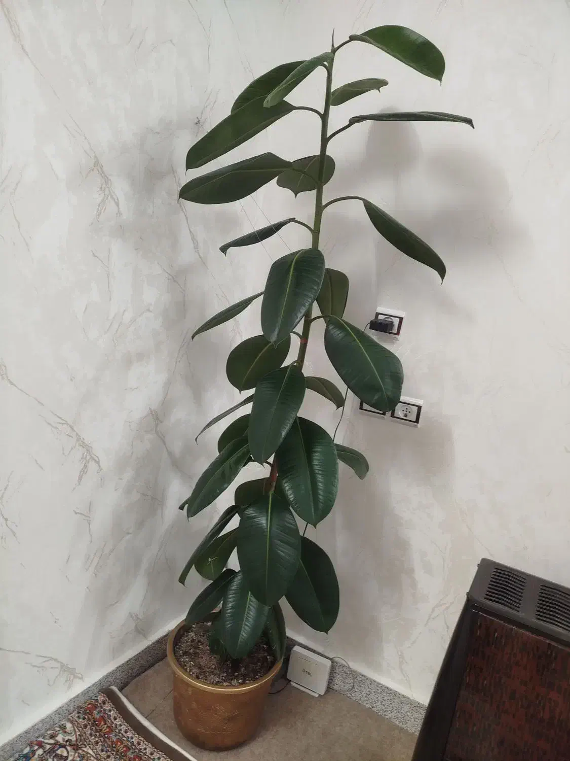 .گل|گل و گیاه طبیعی|مرند, |دیوار