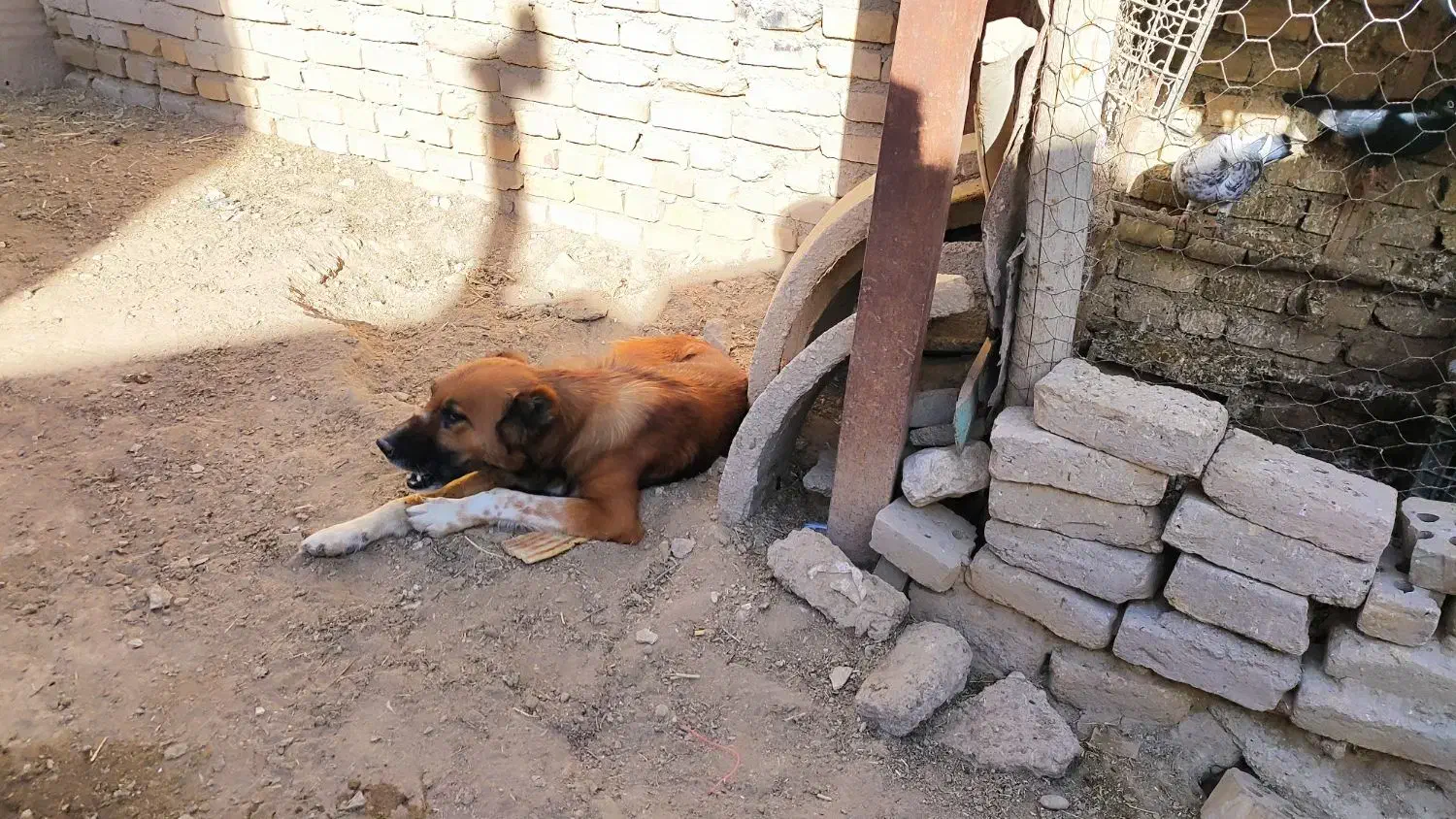 واگذاری سگ|سگ|آشخانه, |دیوار