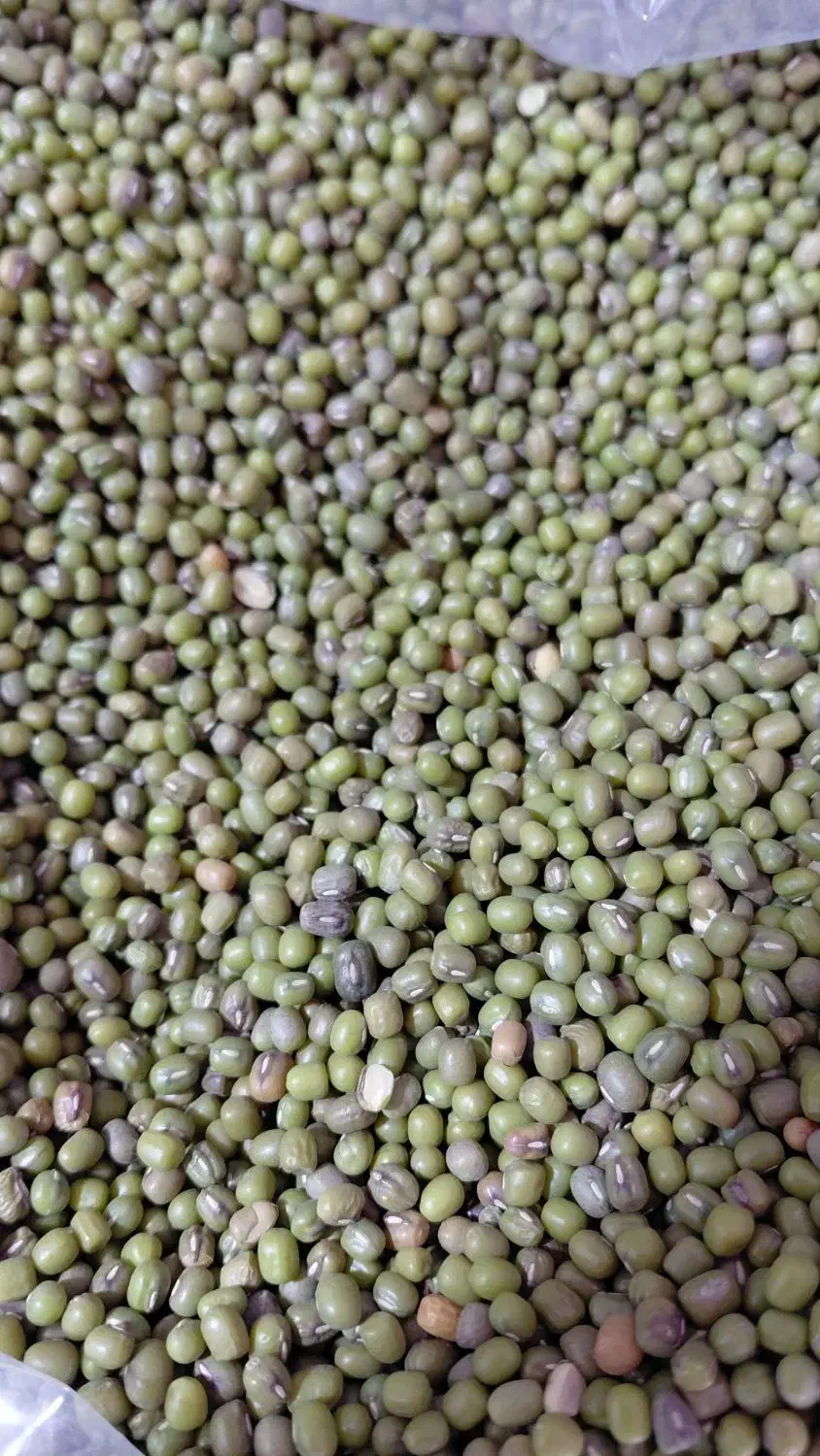 برنج محلی|عمده‌فروشی|دزفول, |دیوار