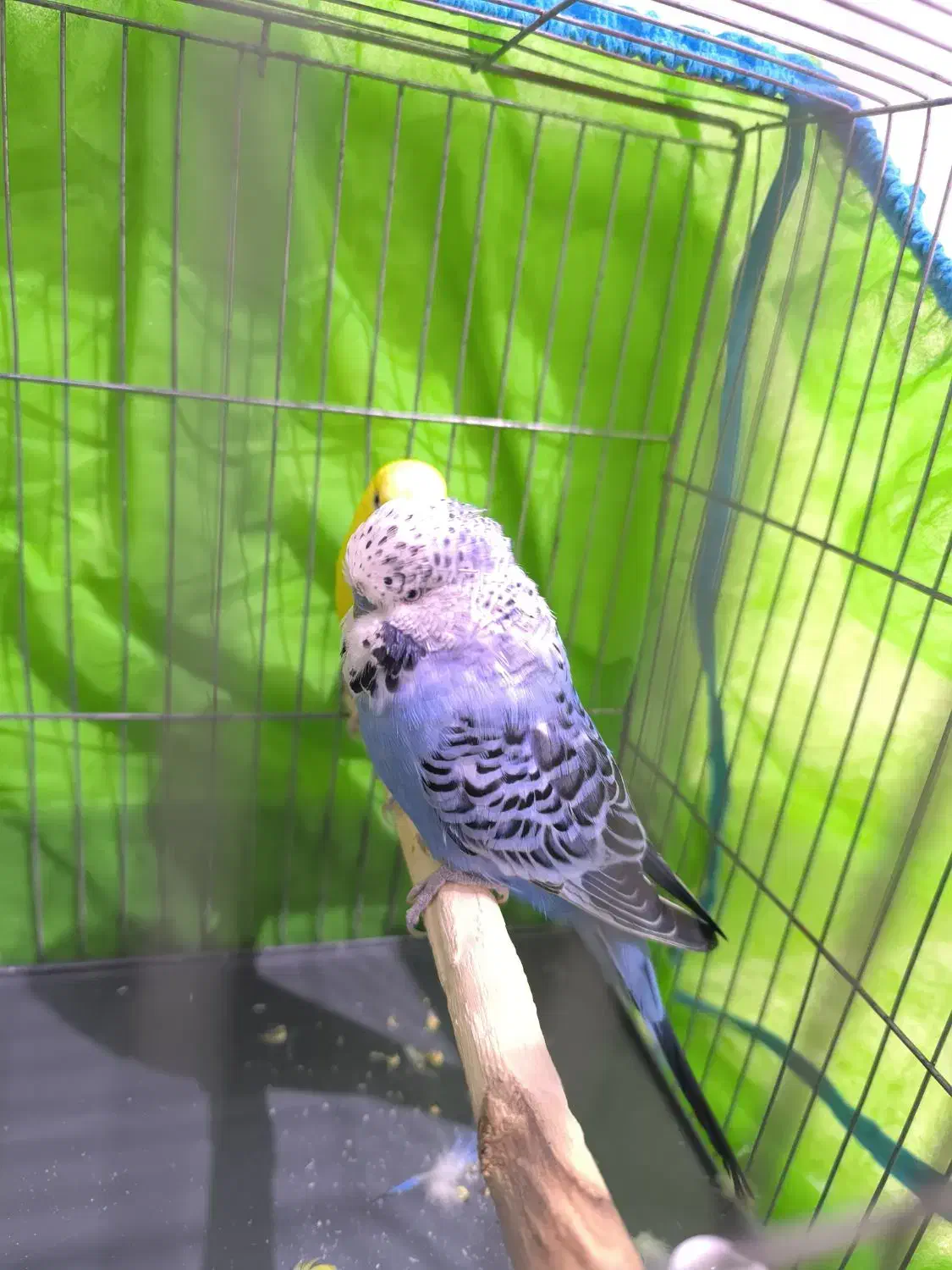 مرغ عشق انگلیسی|پرنده|هشتگرد, فاز ۱ مهستان|دیوار