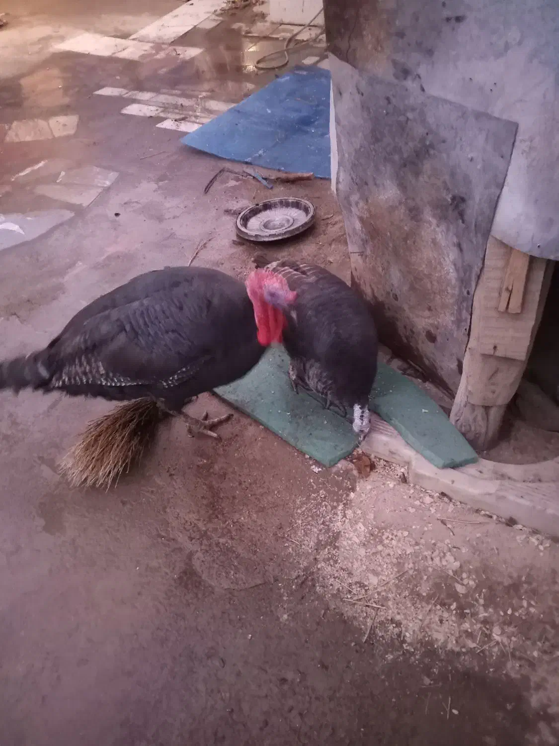 بوقلمون|حیوانات مزرعه|صالح آباد, |دیوار