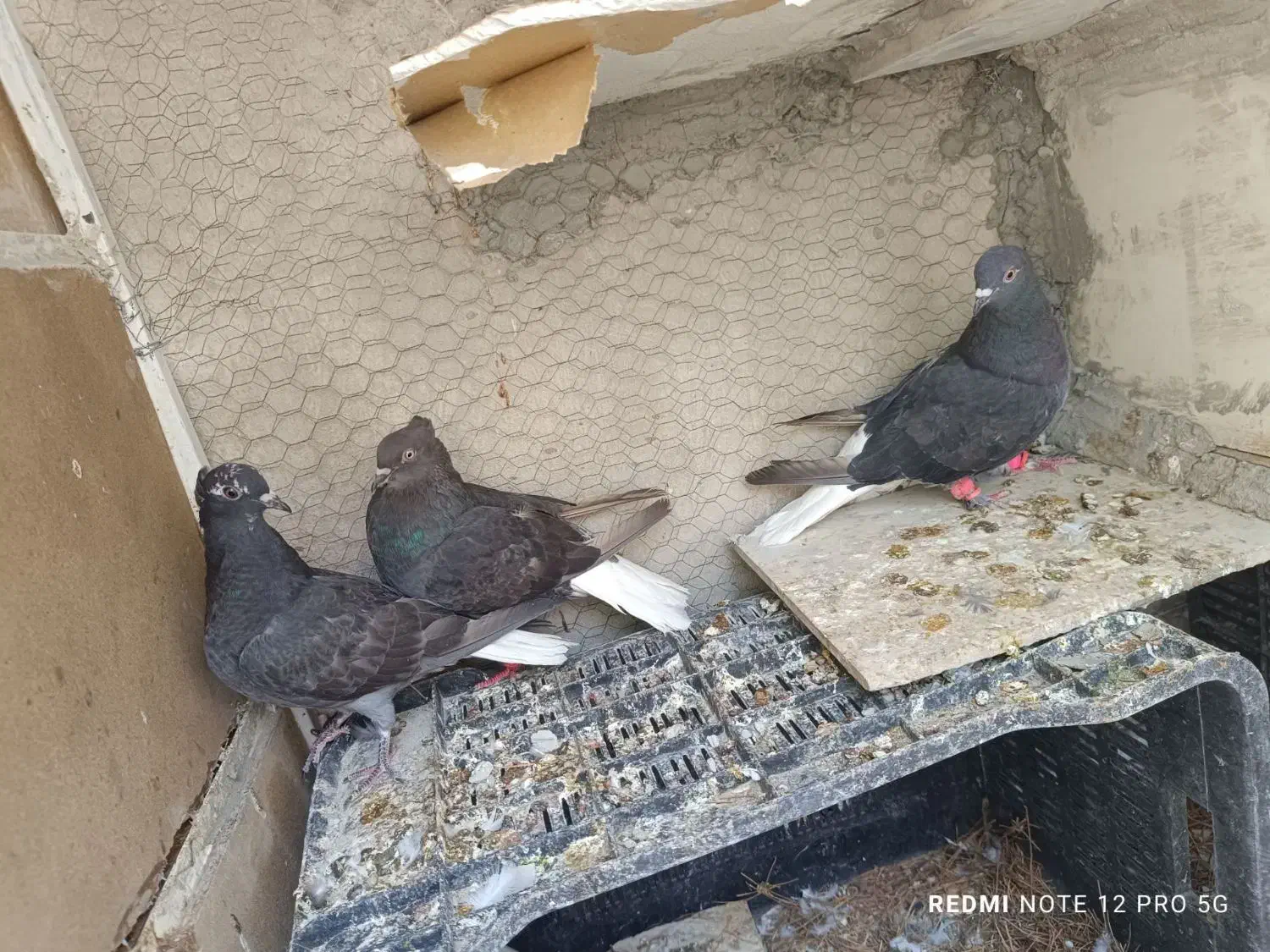 کبوتر فروشی|پرنده|فردوس (خراسان), |دیوار