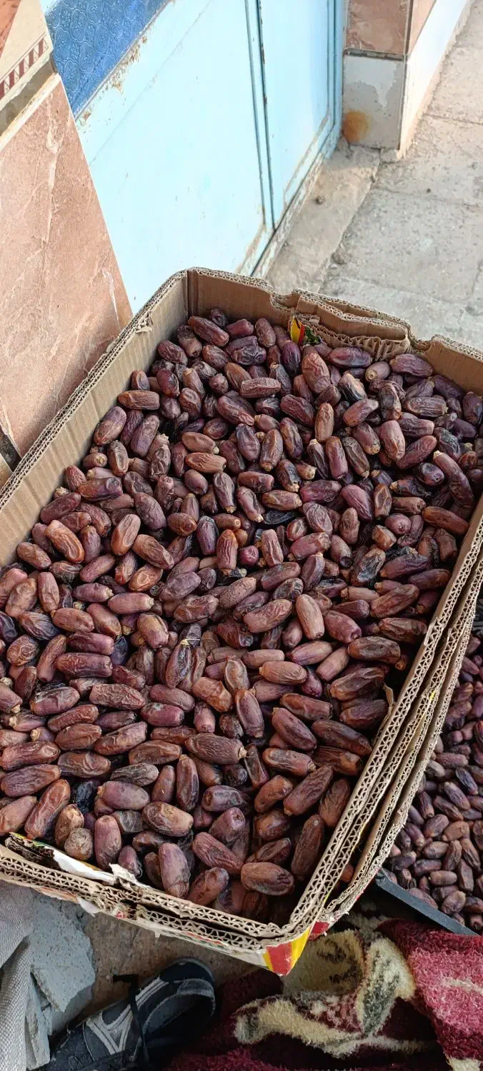 خرما دیری|حراج|اهواز, اهواز|دیوار
