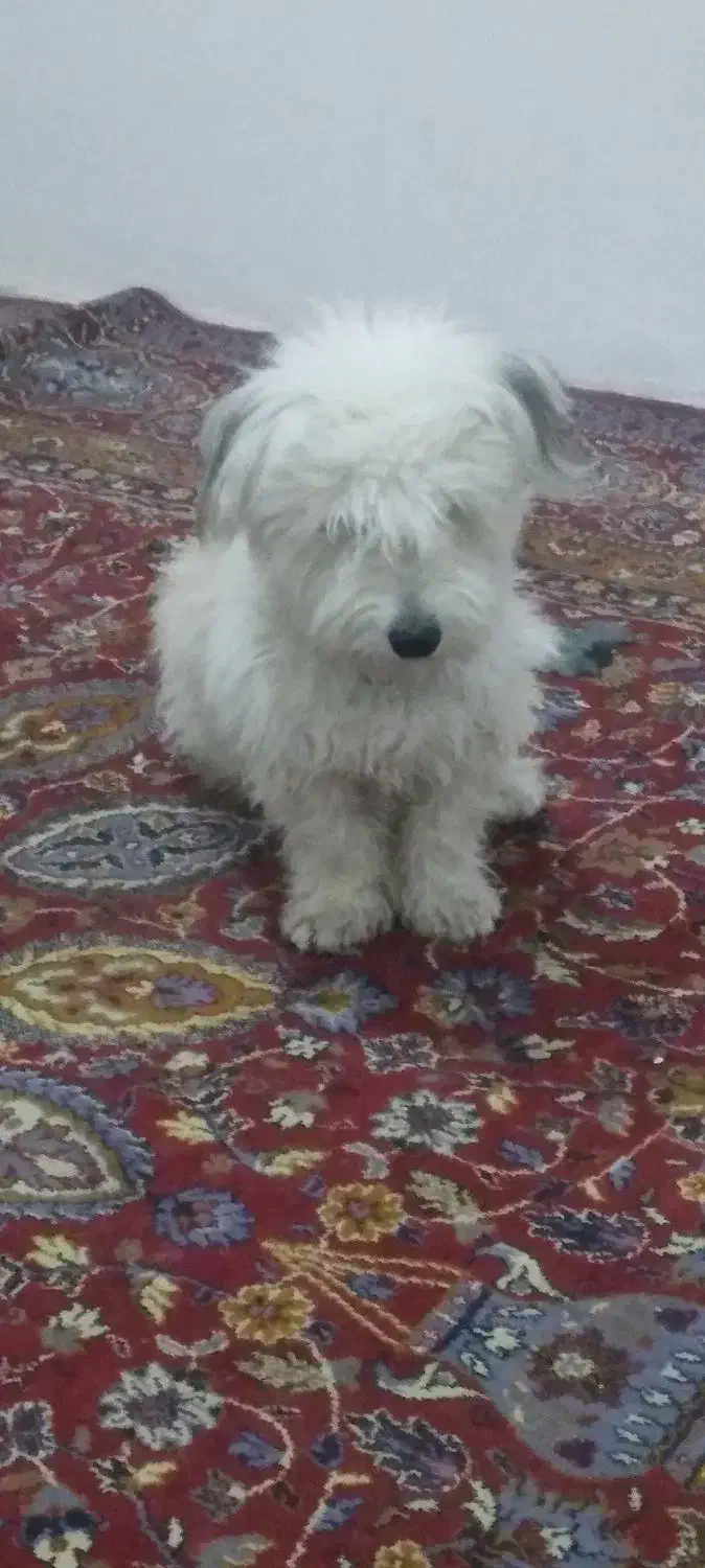 سگ پاپی|سگ|تربتحیدریه, شهرک ولیعصر|دیوار