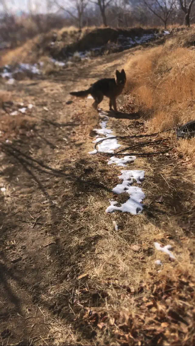 ژرمن|سگ|اراک, |دیوار