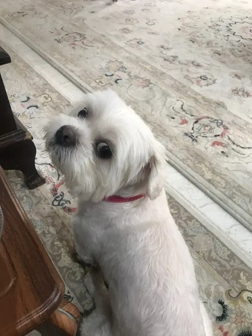 واگذاری سگ ماده شیتسو مالتیز|سگ|نوشهر, |دیوار