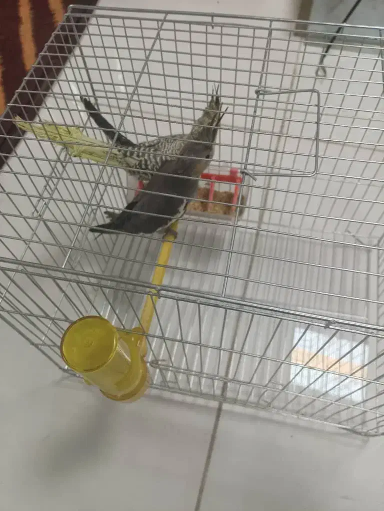 عروس هلندی دستی|پرنده|شهرضا, |دیوار