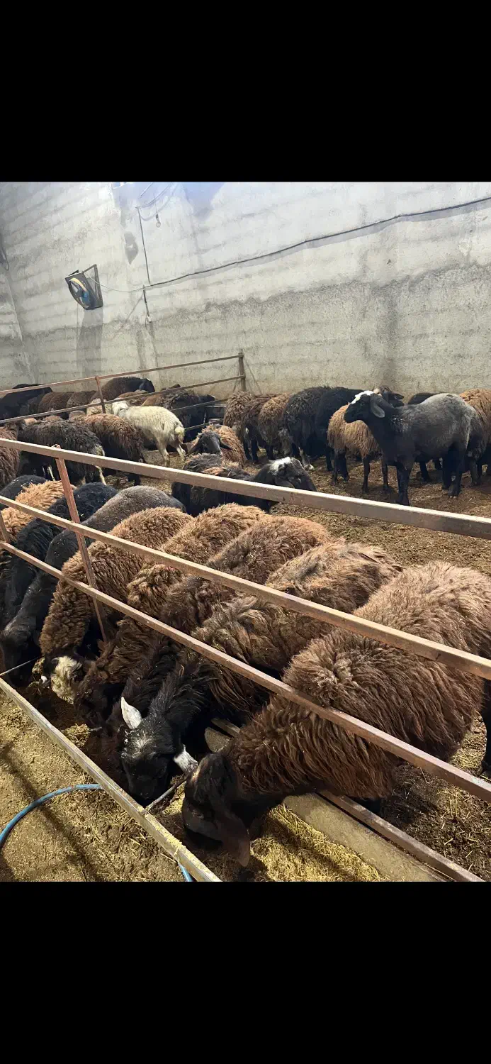 گوسفند نر قربانی|حیوانات مزرعه|خسروشاه, |دیوار