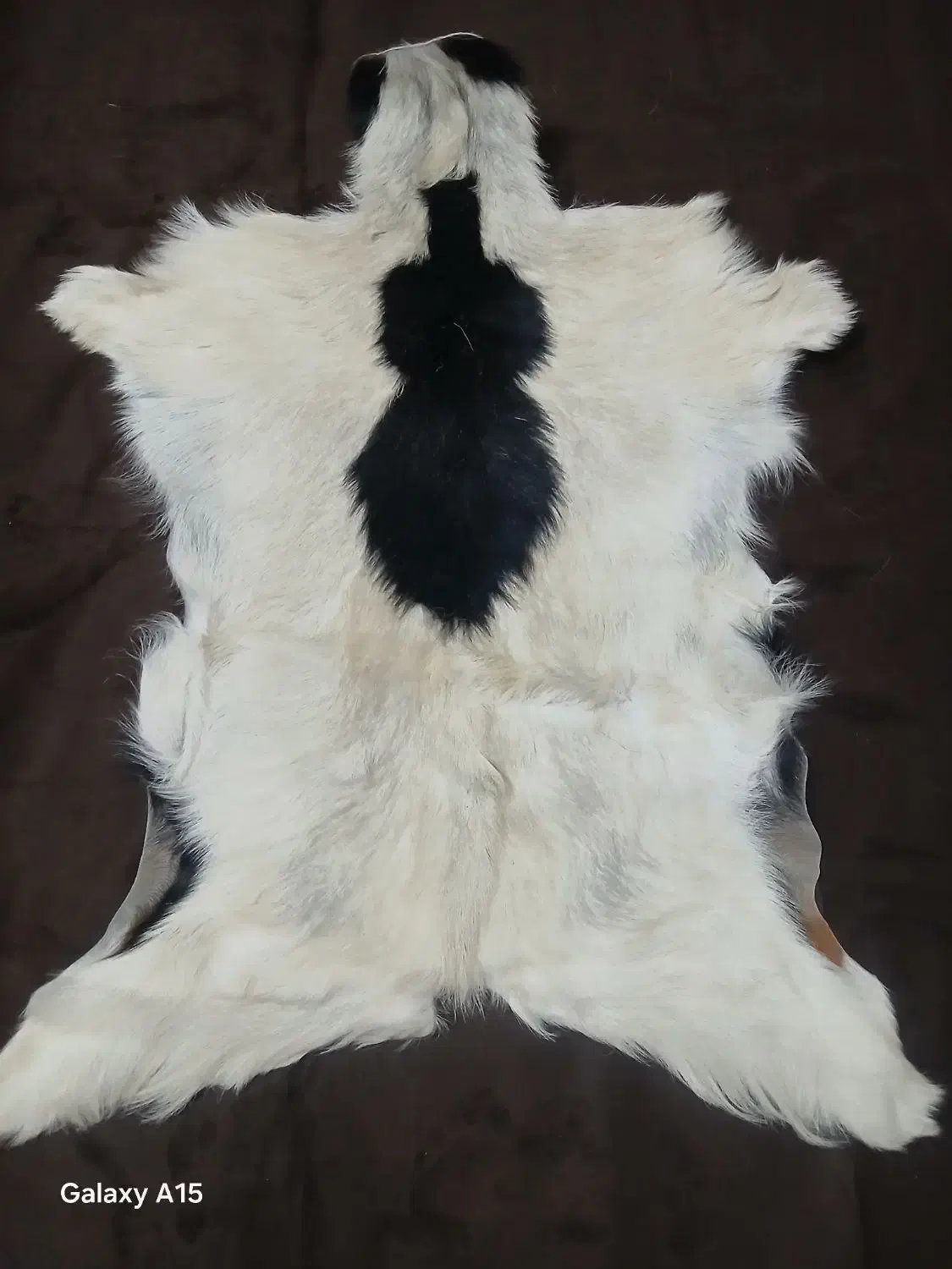 پوست بز|کلکسیون و سرگرمی|قم, پامنار|دیوار