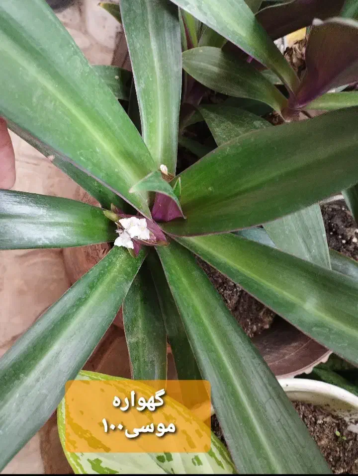 گلهای طبیعی وزیبا|گل و گیاه طبیعی|ایلام, |دیوار