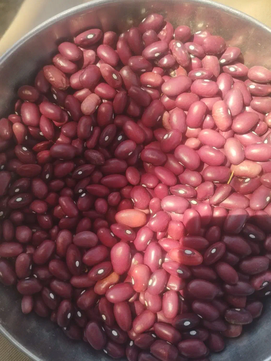 فروش دوتن لوبیا قرمز کشت امسال بوجاری شده|خوردنی و آشامیدنی|نمشیر, |دیوار