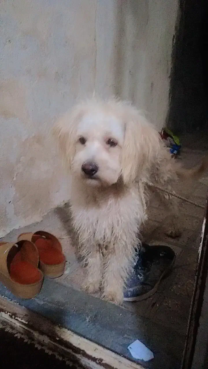 سگ تر تمیز پشمالو قیمت توافقی|سگ|زابل, |دیوار