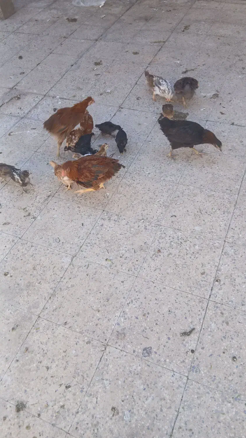 فروش جوجه|حیوانات مزرعه|مسجد سلیمان, |دیوار