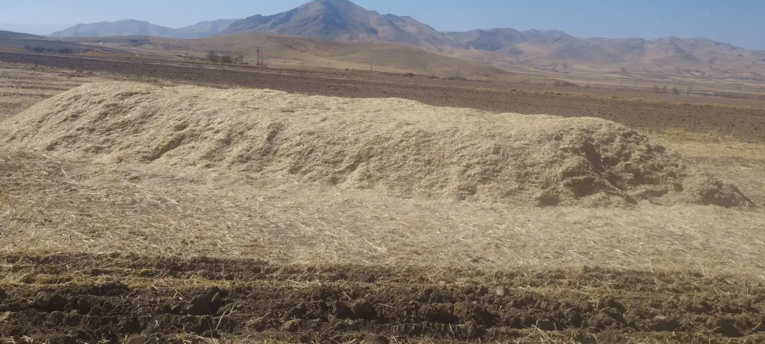 کاه تمیز|عمده‌فروشی|سنقر, |دیوار