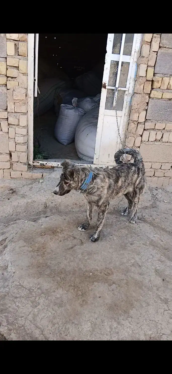 واگذاری دوقلاده سگ|سگ|گل تپه, |دیوار