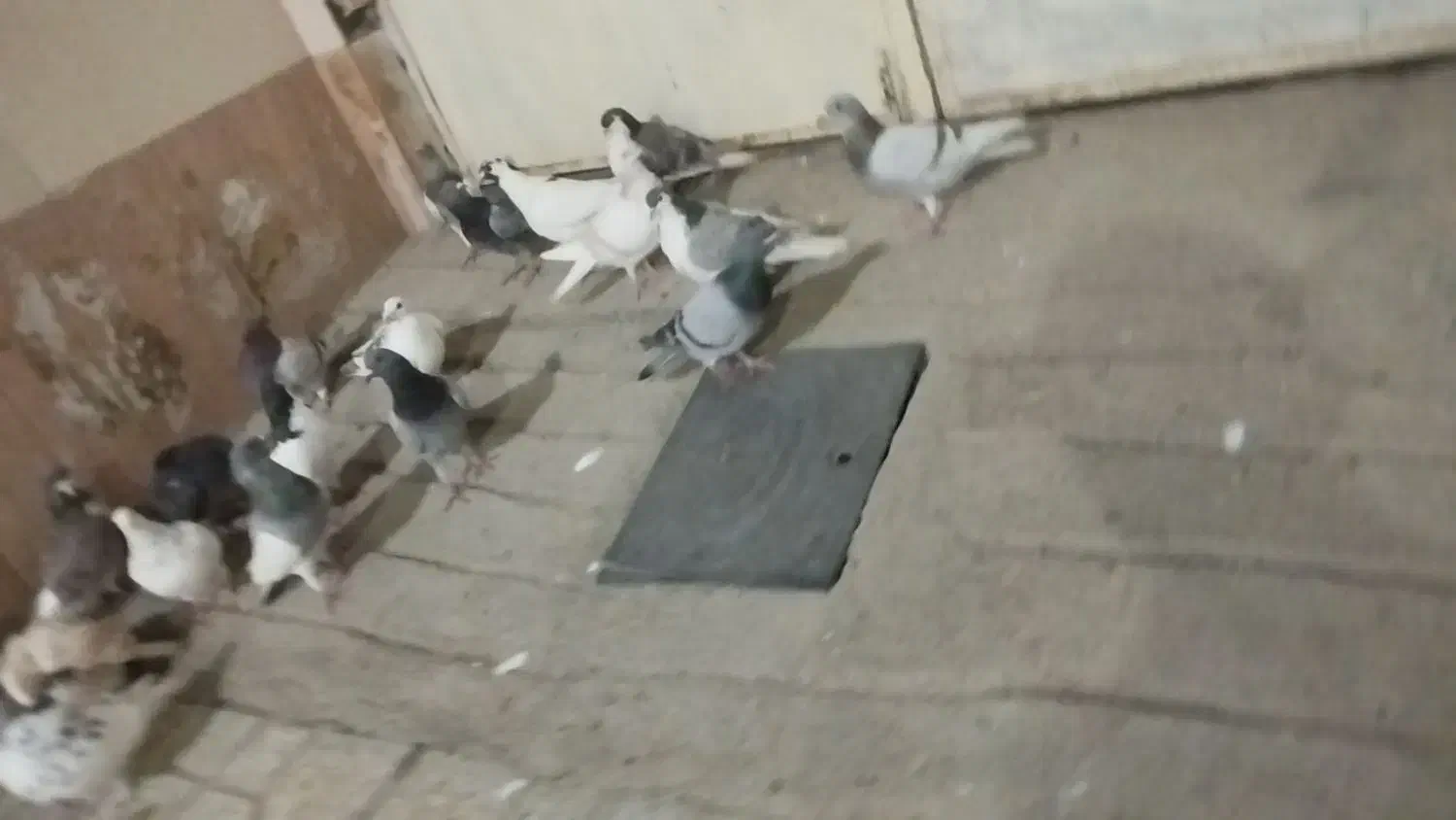 کفتر بوم|پرنده|نیشابور, شهید بهشتی|دیوار