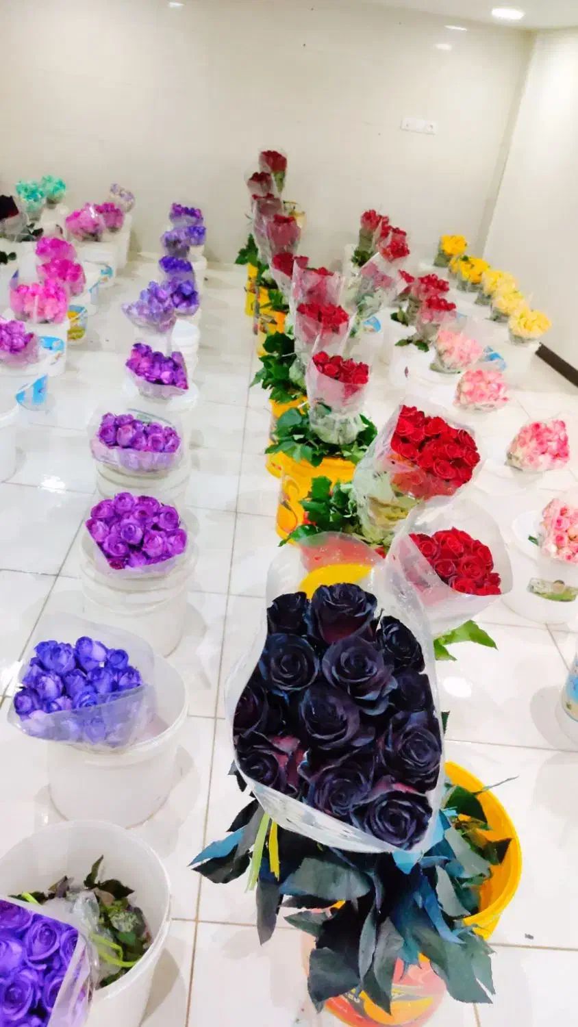 پخش عمده گل رز هلندی ارسال به سراسر کشور|گل و گیاه طبیعی|شیراز, جوادیه|دیوار