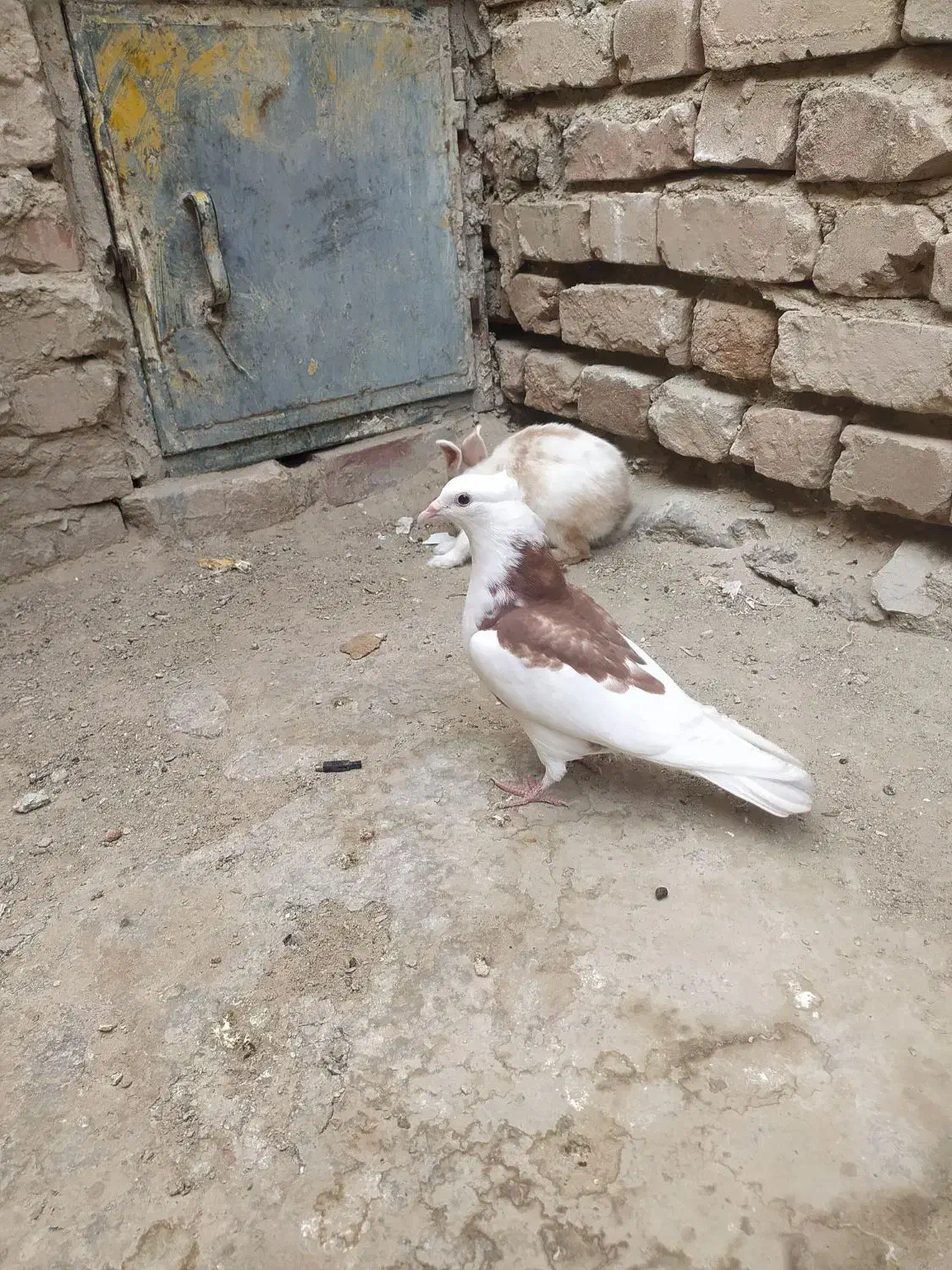 کبوتر پشت طوق|پرنده|سراوان, |دیوار