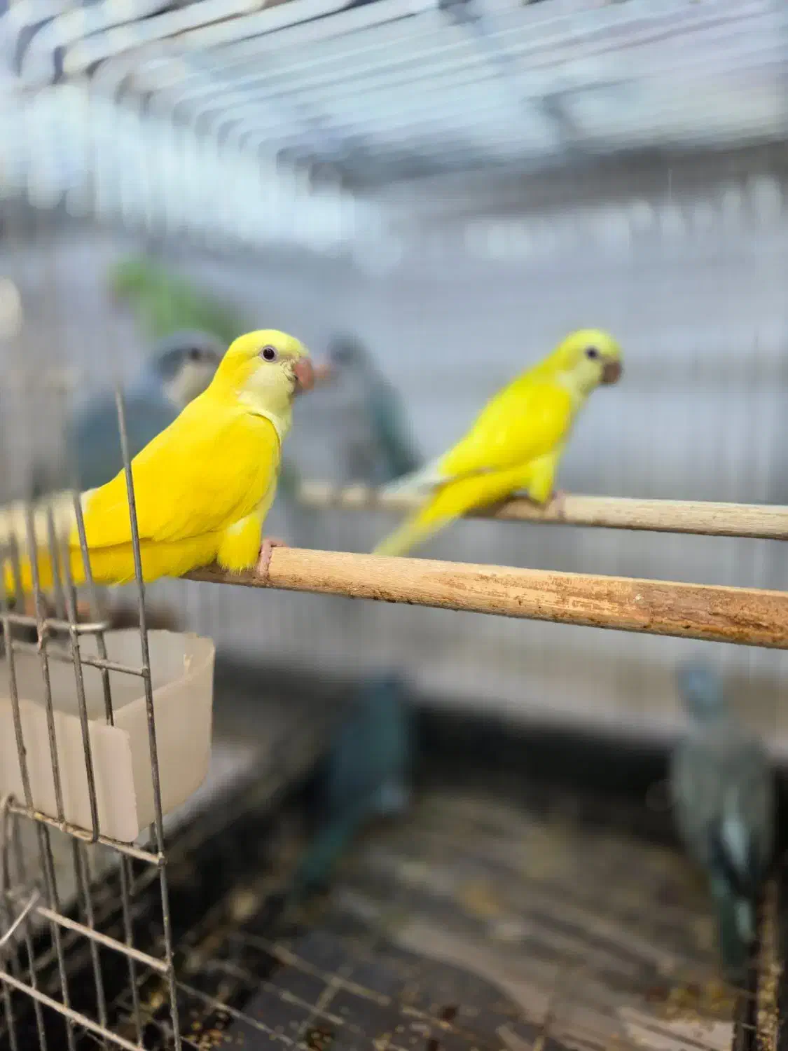 معاوضه و خریدار انواع پرندگان زینتی|پرنده|تهران, الهیه|دیوار