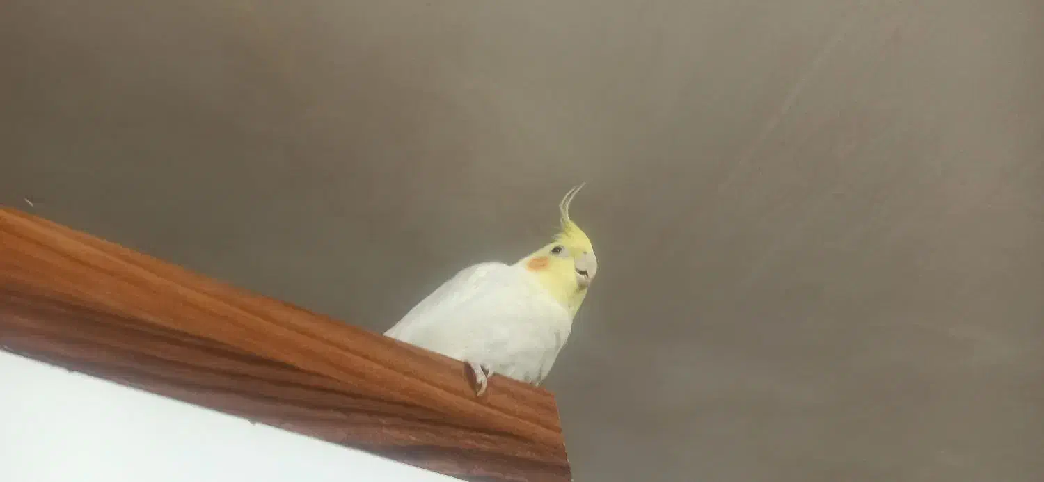 عروس هلندی|پرنده|اردبیل, |دیوار