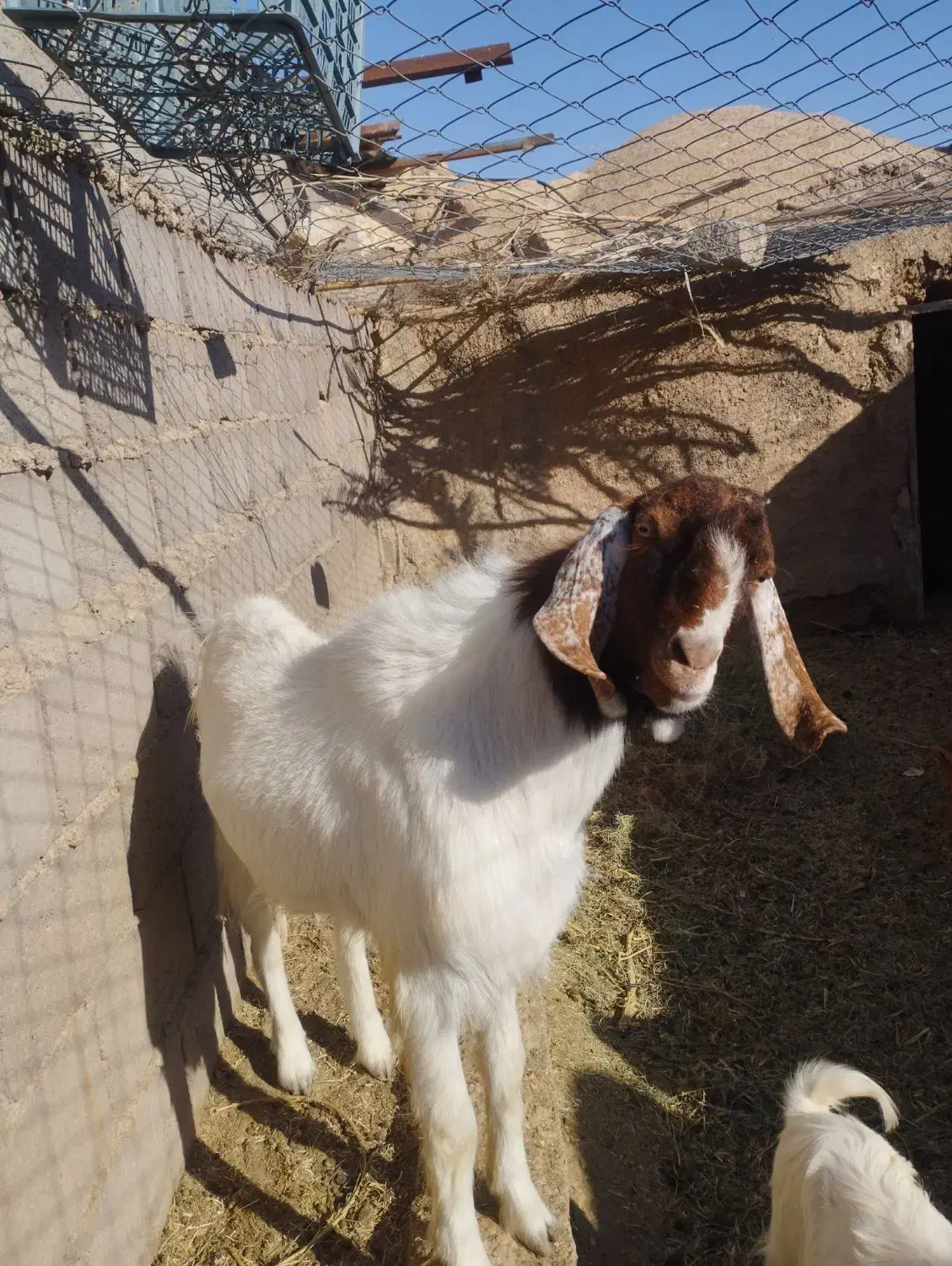 دوعدد بزغاله نر و یک عدد بره|حیوانات مزرعه|طبس, |دیوار