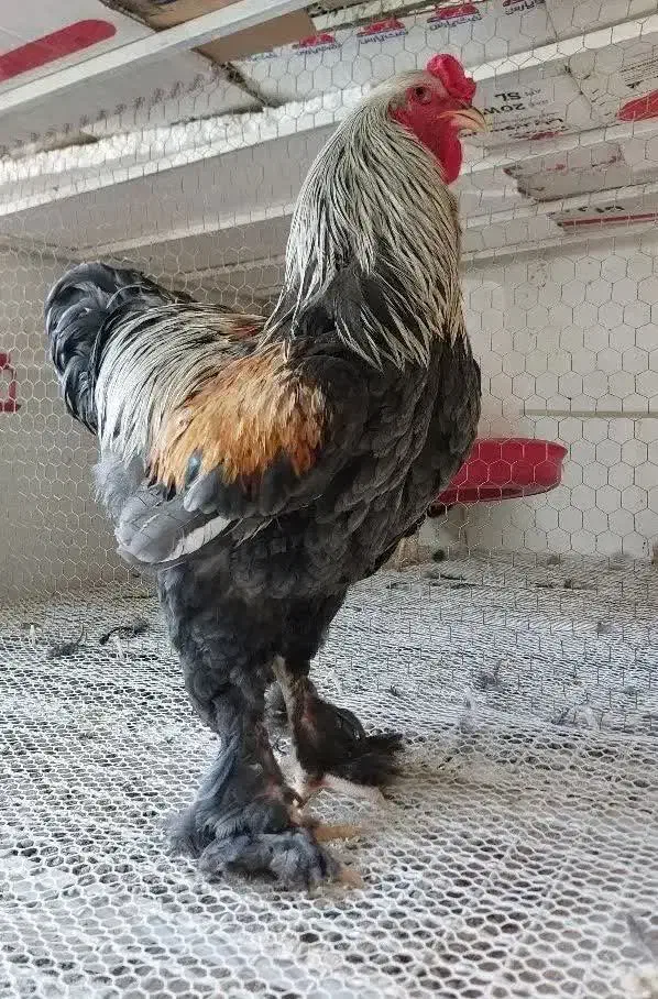 فروش انواع تخم مرغ برهما و ویاندوت (سیلور)|حیوانات مزرعه|قنوات, |دیوار