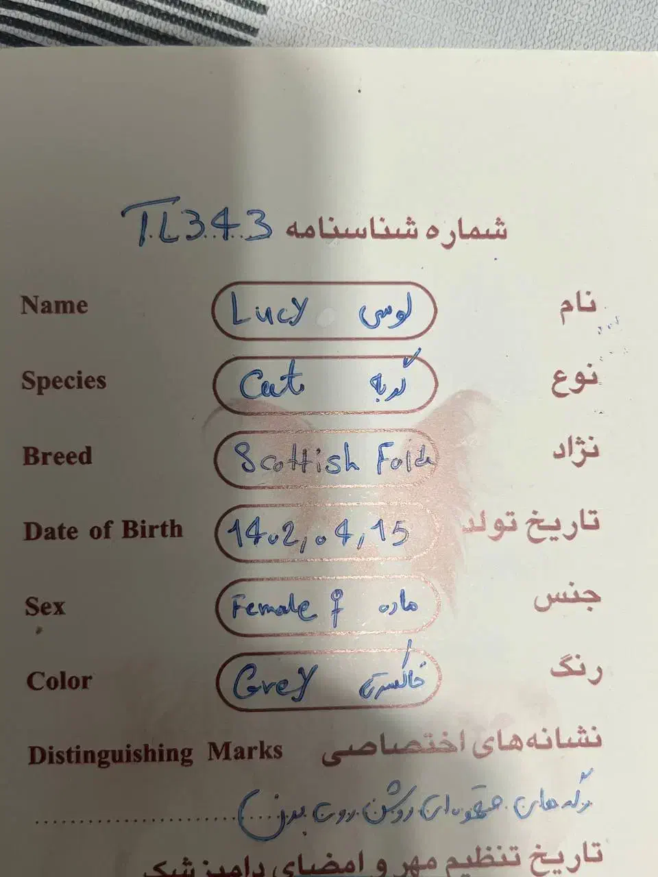 گربه اسکاتیش فولد|گربه|تهران, زعفرانیه|دیوار