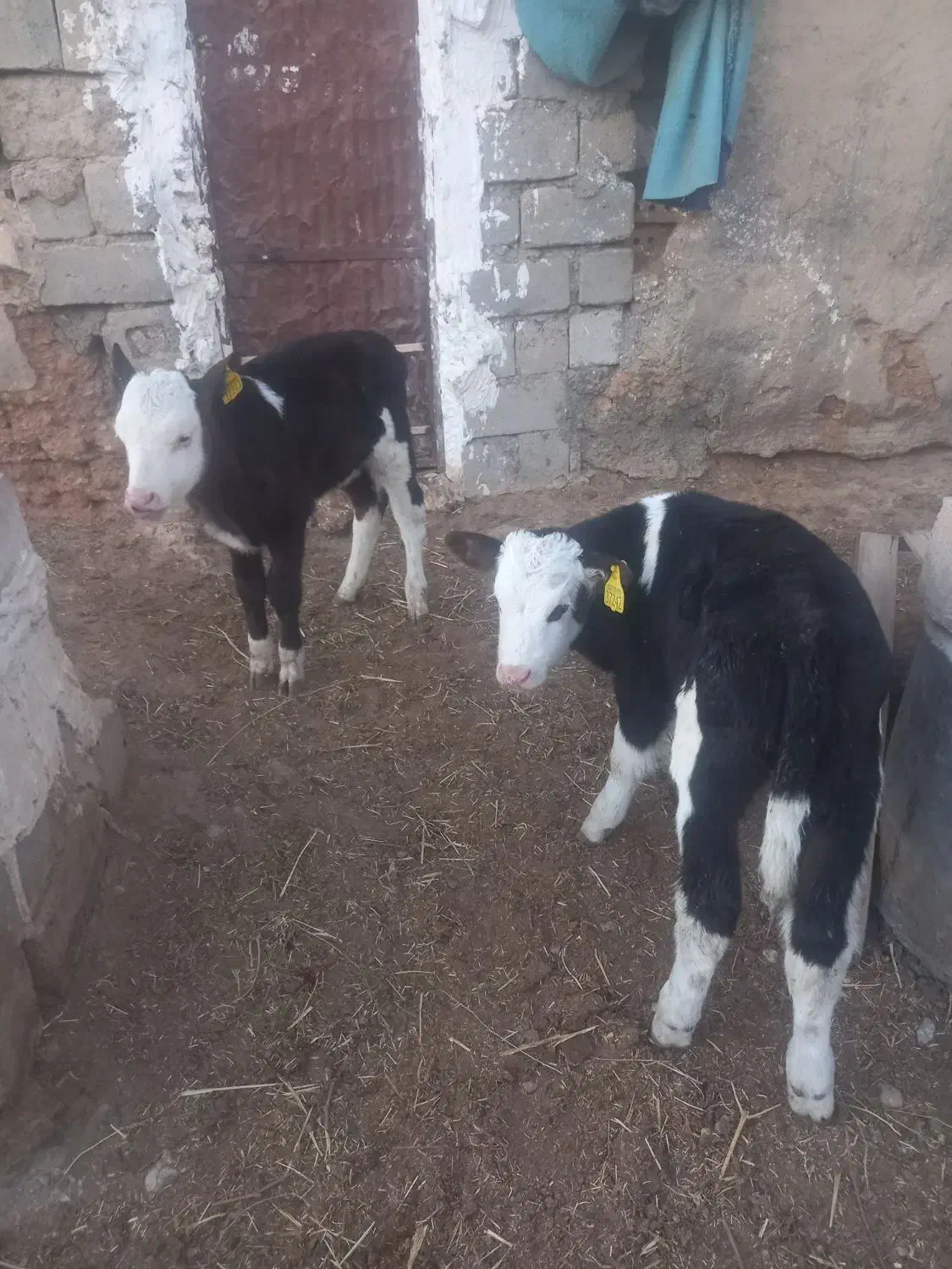 گوساله‌نر‌اصیل‌شیرخاروخوراکخور|حیوانات مزرعه|بسطام, |دیوار